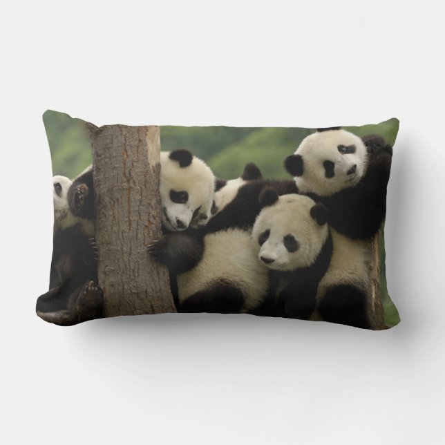 Coussin Rectangle Baby panda géante Ailuropoda melanoleuca) (Recto)