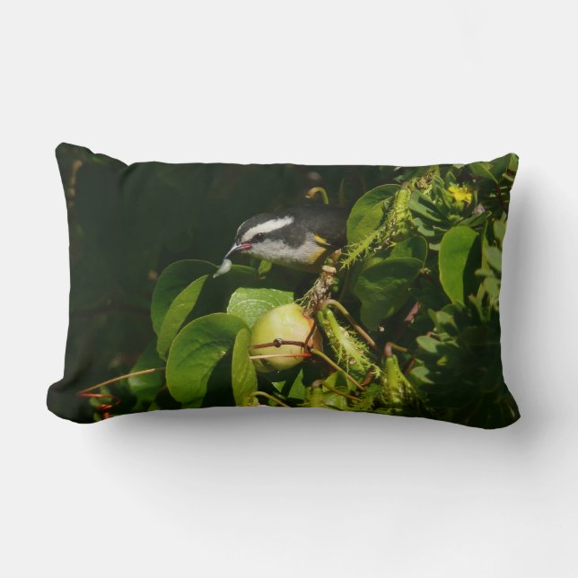 Coussin Rectangle Bananaquit Bird Mange Photographie tropicale (Recto)