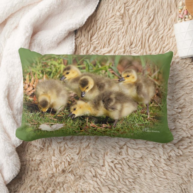 Coussin Rectangle Bébé adorable Oies du Canada sur l'herbe (Couverture)