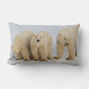 Coussin Rectangle Canada, baie d'Hudson. Ours polaire mère avec deux