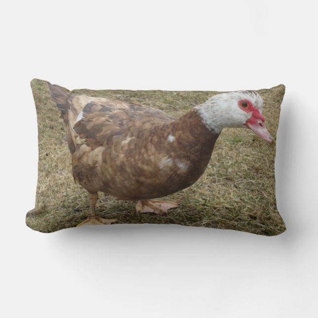 Coussin Rectangle Carreau de canard de Muscovy de chocolat (Recto)