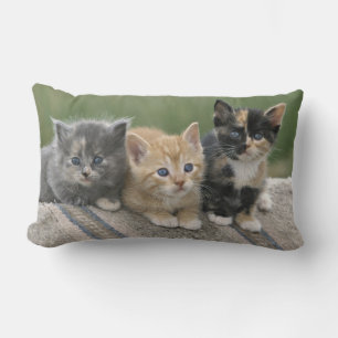 Coussin Rectangle Chatons de grange sur une couverture de cheval