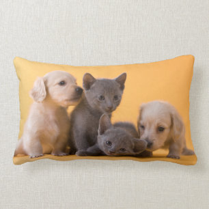 Coussin Rectangle Chatons et chiots bleus russes de teckel