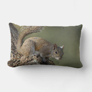 Coussin Rectangle Écureuil gris oriental ou écureuil gris