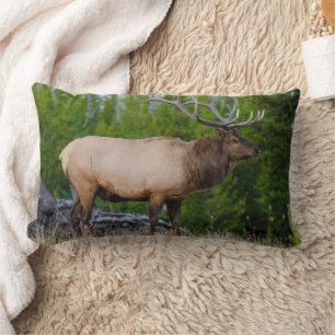 Coussin Rectangle Elk   Parc national de Yellowstone, Wyoming