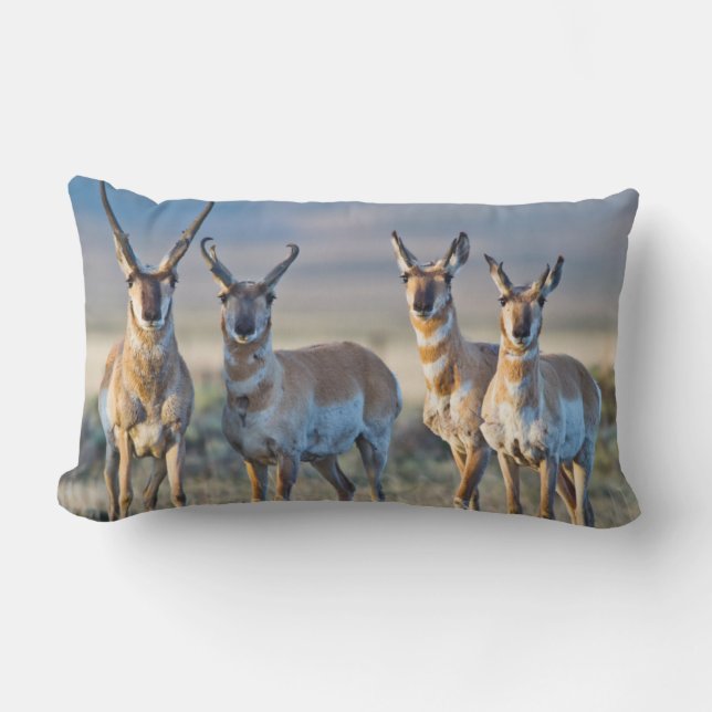 Coussin Rectangle Etats-Unis, Wyoming, quatre dollars d'antilope Pro (Recto)