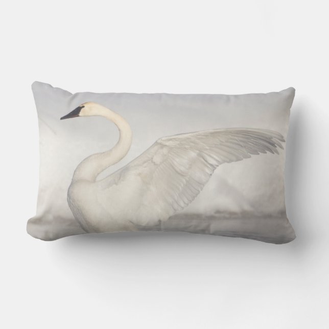 Coussin Rectangle États-Unis, Wyoming, Trumpeter Swan stretches wing (Recto)