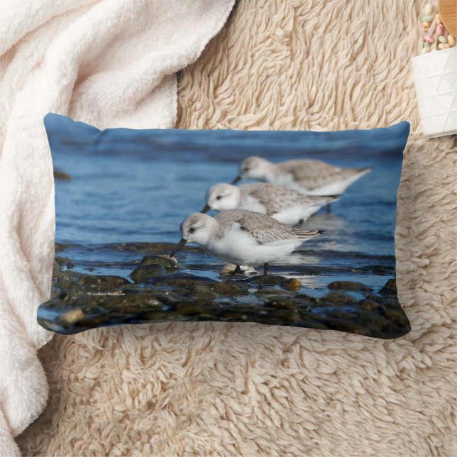 Coussin Rectangle Fête de Sanderlings en synchronisation décalée (Couverture)