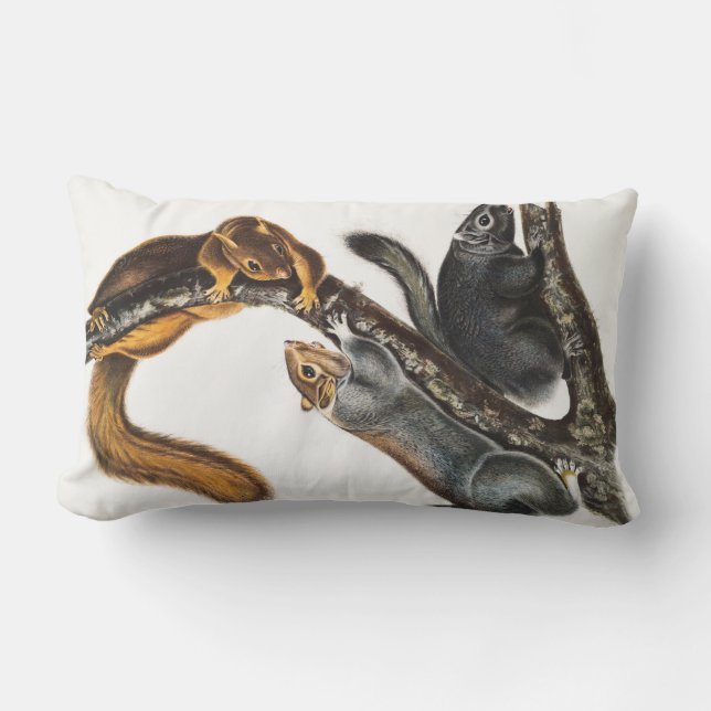 Coussin Rectangle Illustration de l'écureuil de chat (Sciurus cinere (Recto)
