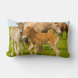 Coussin Rectangle Islande. Dyrholaey. Poulains islandais