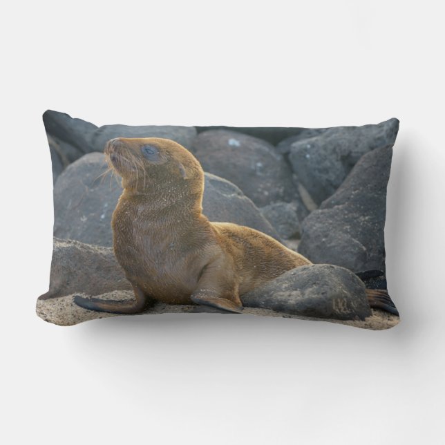 Coussin Rectangle Lion de mer des Galapagos (Recto)