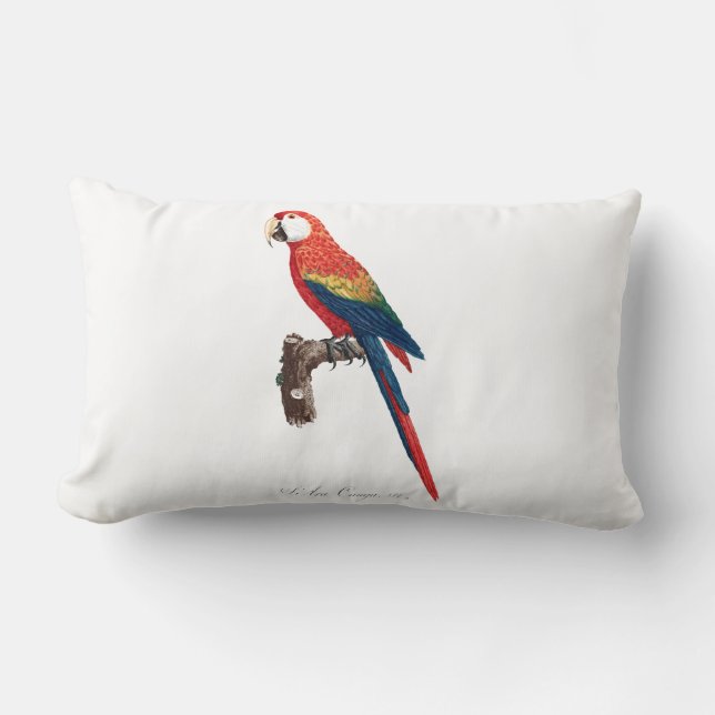 Coussin Rectangle Perroquet vintage - Oiseaux Vieux art illustratif (Recto)