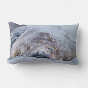 Coussin Rectangle Phoque d'éléphant dormant