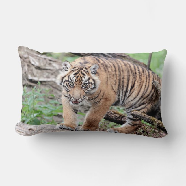 Coussin Rectangle Photo tiger chat, animaux jeter l'oreiller (Recto)
