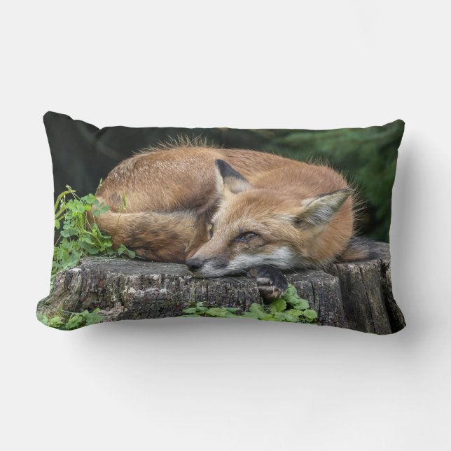 Coussin Rectangle Renard rouge endormi (Recto)
