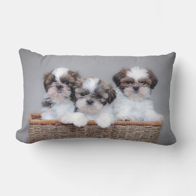 Coussin Rectangle Shih Tzu puppies (Recto)