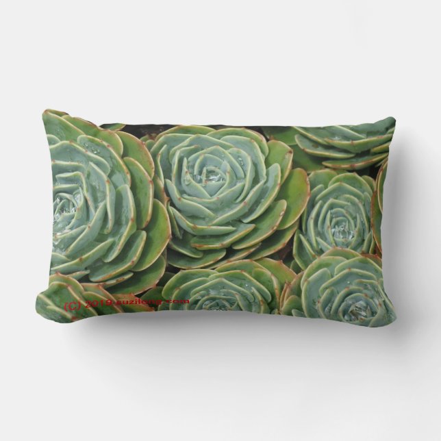 Coussin Rectangle Succulents succulents, côté 2 ! (Recto)