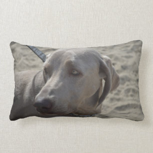 Coussin Rectangle Weimaraner doux