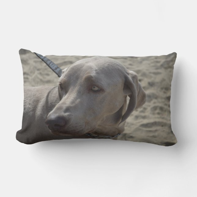 Coussin Rectangle Weimaraner doux (Recto)