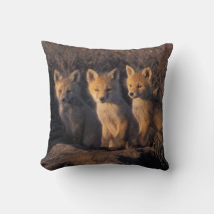 Coussin renard roux, Vulpes vulpes, kits