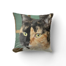 Ruby Tortie et White, 6 ans