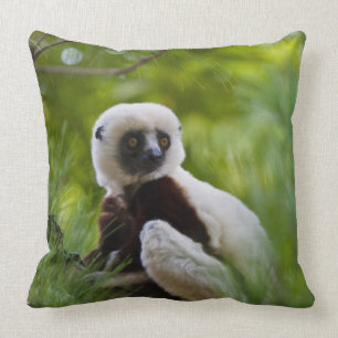 Coussin Sifaka de Coquerel dans la forêt 2