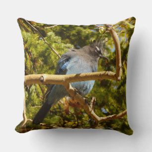 Coussin Steller's Jay au parc national Rocky Mountain