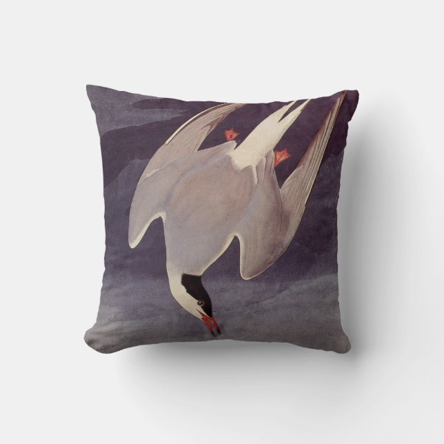 Coussin Sterne arctique par John James Audubon, Oiseaux vi (Recto)