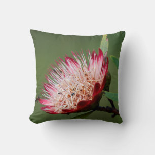 Coussin Sugarbush de Drakensberg (Protea Dracomontana)