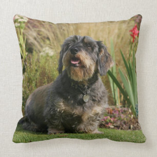 Coussin Teckel standard à poils durs