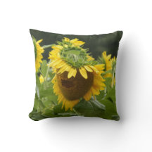 Tournesol sous la pluie