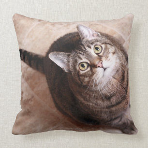 Coussin Un chat tigré recherchant