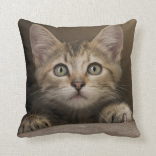 Coussin Un chaton tigré très doux