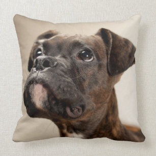 Coussin Un chiot Brindle de boxeur recherchant