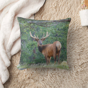 Coussin Un élan qui regarde en arrière Montagnes Rocheus
