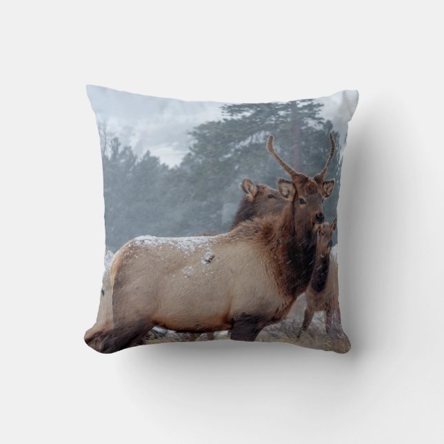 COUSSIN UN GROUPE DE DEERS (Recto)