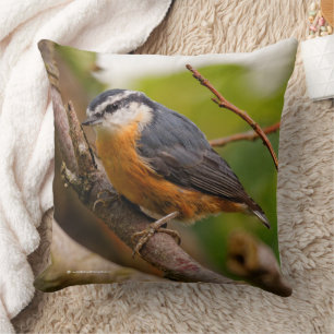 Coussin Un Nuthatch à poitrine rouge sceptique