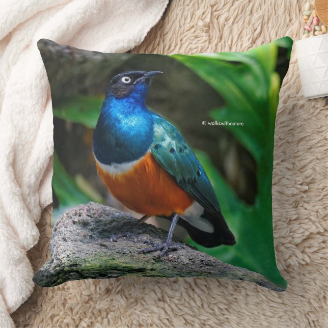 Coussin Un Superbe Songbird Starling Africain (Couverture)