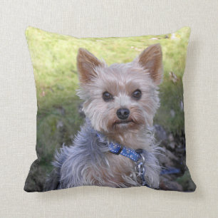 Coussin Yorkie avec le collier bleu