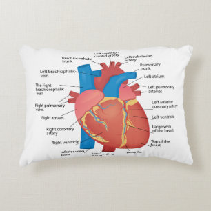 Coussins Décoratifs Anatomie du coeur humain