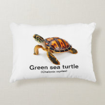 Tortue verte