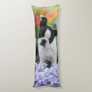 Coussins Longs Chiot mignon de chien de Boston Terrier, câlin