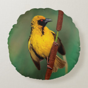 Coussins Ronds A Village Weaver calling while perched on a reed