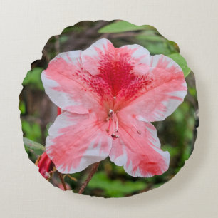 Coussins Ronds Azalée Ben Morrison (Rhododendron 'Ben Morrison')