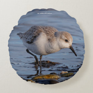 Coussins Ronds Bécasseau de Sanderling mignon à la plage
