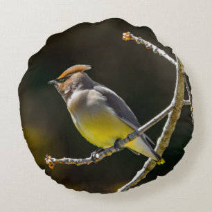 Coussins Ronds Cèdre cire Songbird Photo originale Oiseau sauvage