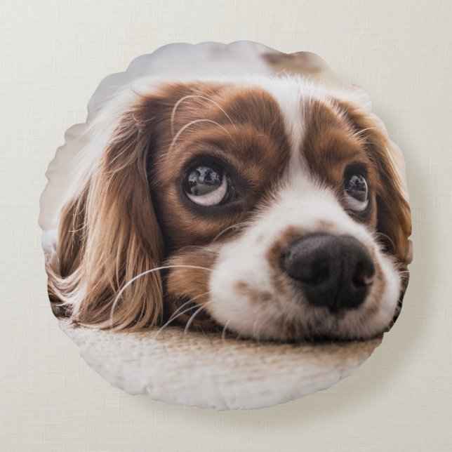 Coussins Ronds Chien Espagnol Coqueur Triste (Devant)