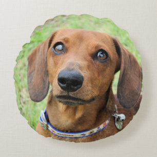 Coussins Ronds dachshund