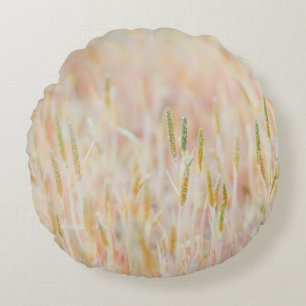 COUSSINS RONDS LA TERRE DE PÂTE A ÉTÉ TRANSFORMÉE EN PASTEL-COLOR