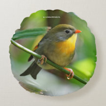 Leiothrix coloré / Pekin Robin Songbird